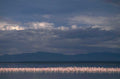 flamingos lake natron 1980s 1990s A4 Photo Print 42