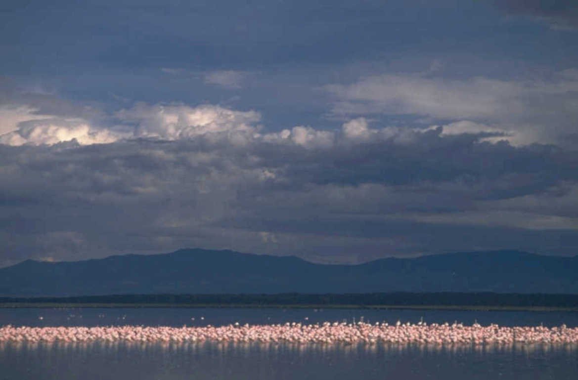 flamingos lake natron 1980s 1990s A4 Photo Print 42