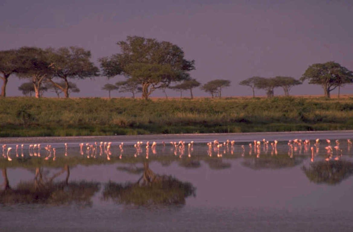 flamingos lake natron 1980s 1990s A4 Photo Print 43