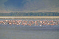 flamingos lake natron 1980s 1990s A4 Photo Print