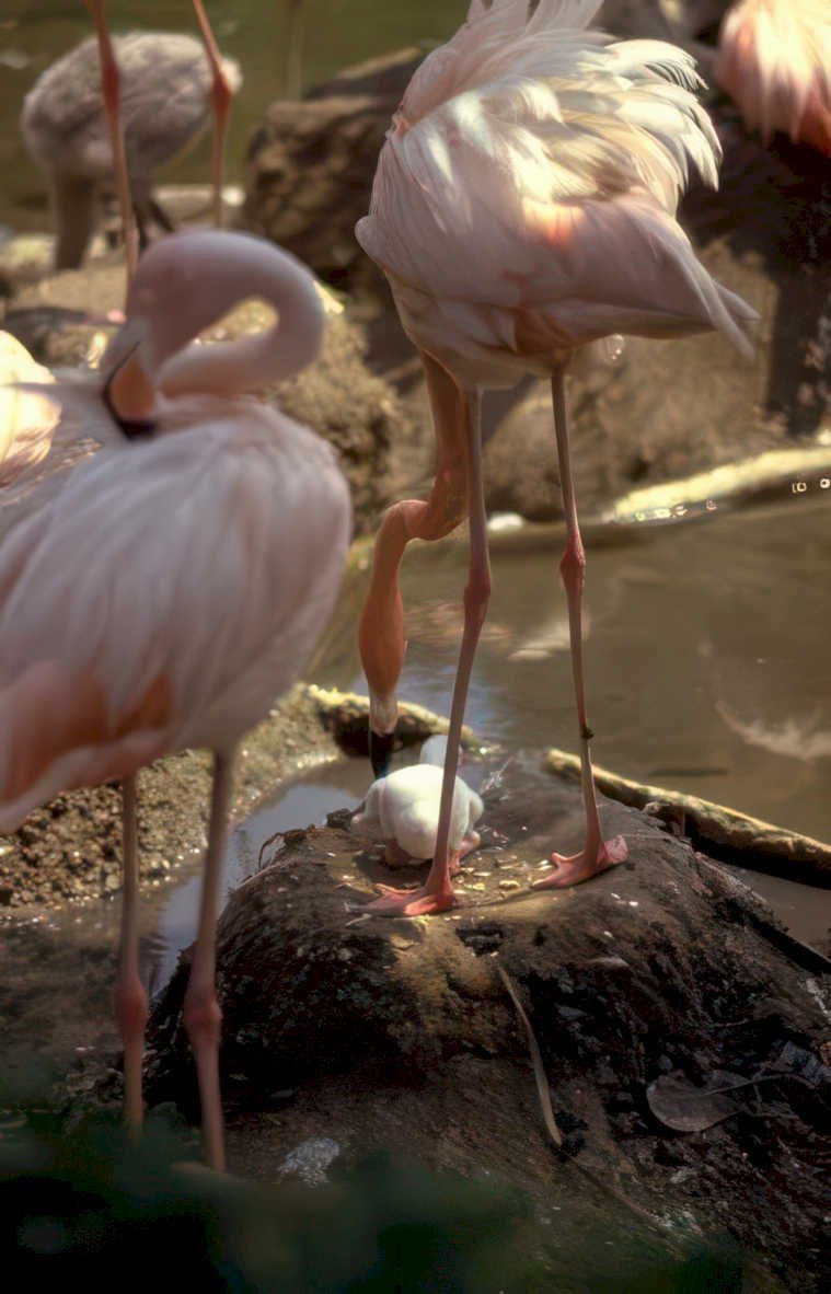 flamingos muddy water Vintage A4 Photo Print