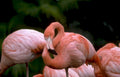flamingos pink water Vintage A4 Photo Print