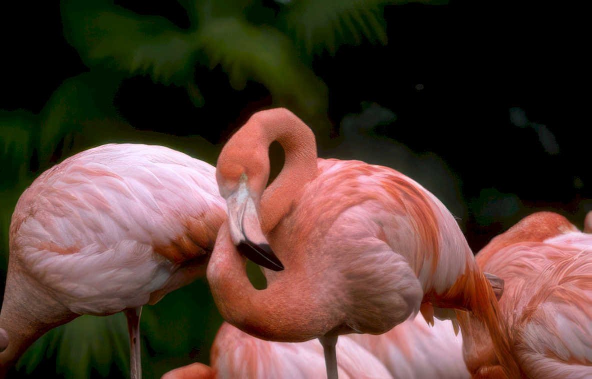 flamingos pink water Vintage A4 Photo Print
