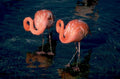 flamingos reflection water 1980s 1990s A4 Photo Print