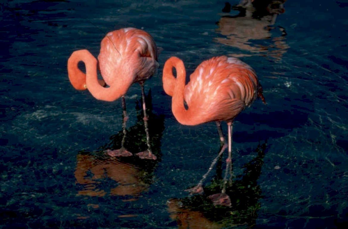flamingos reflection water 1980s 1990s A4 Photo Print