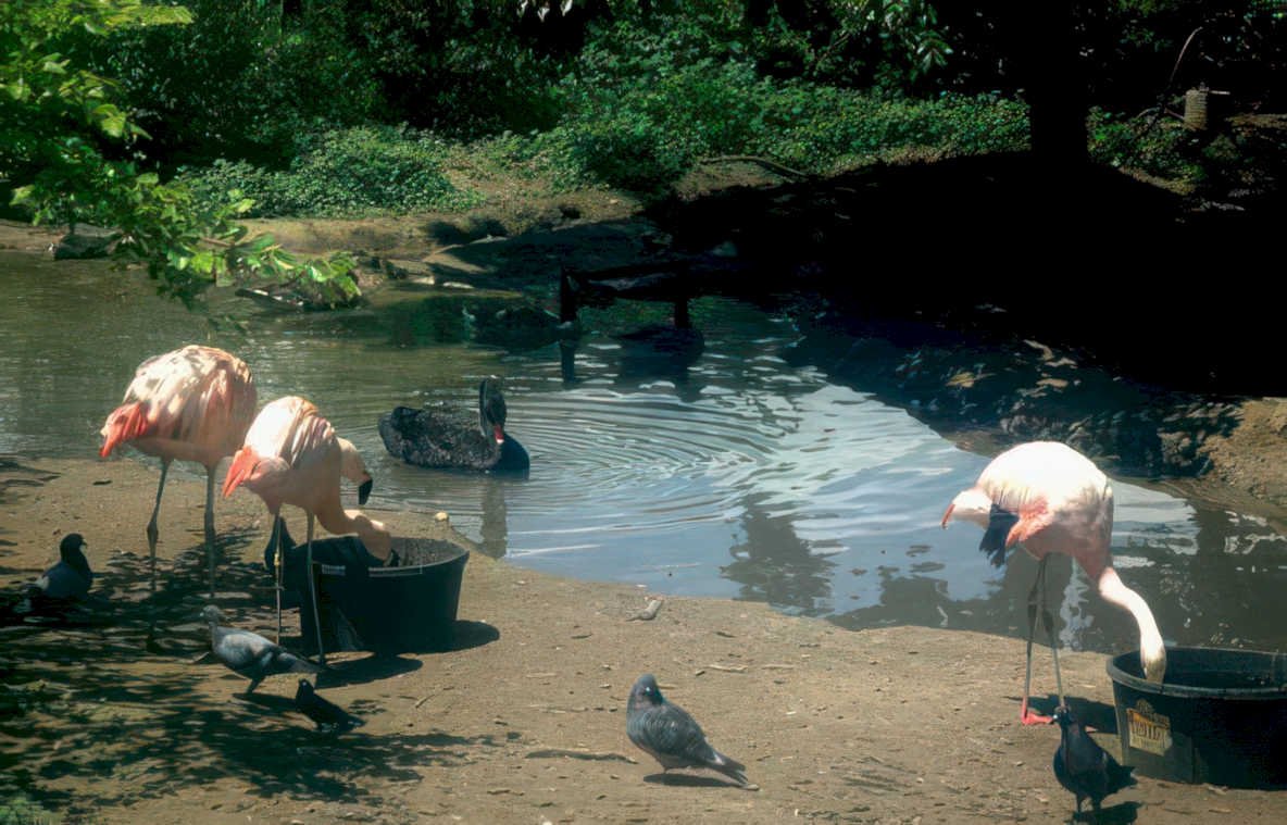 flamingos swans pond Vintage A4 Photo Print