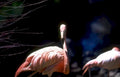 flamingos wetland everglades Vintage A4 Photo Print