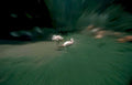 flamingos zoo bank Vintage A4 Photo Print