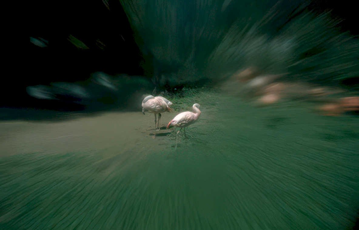 flamingos zoo bank Vintage A4 Photo Print