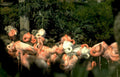 flamingos zoo birds Vintage A4 Photo Print