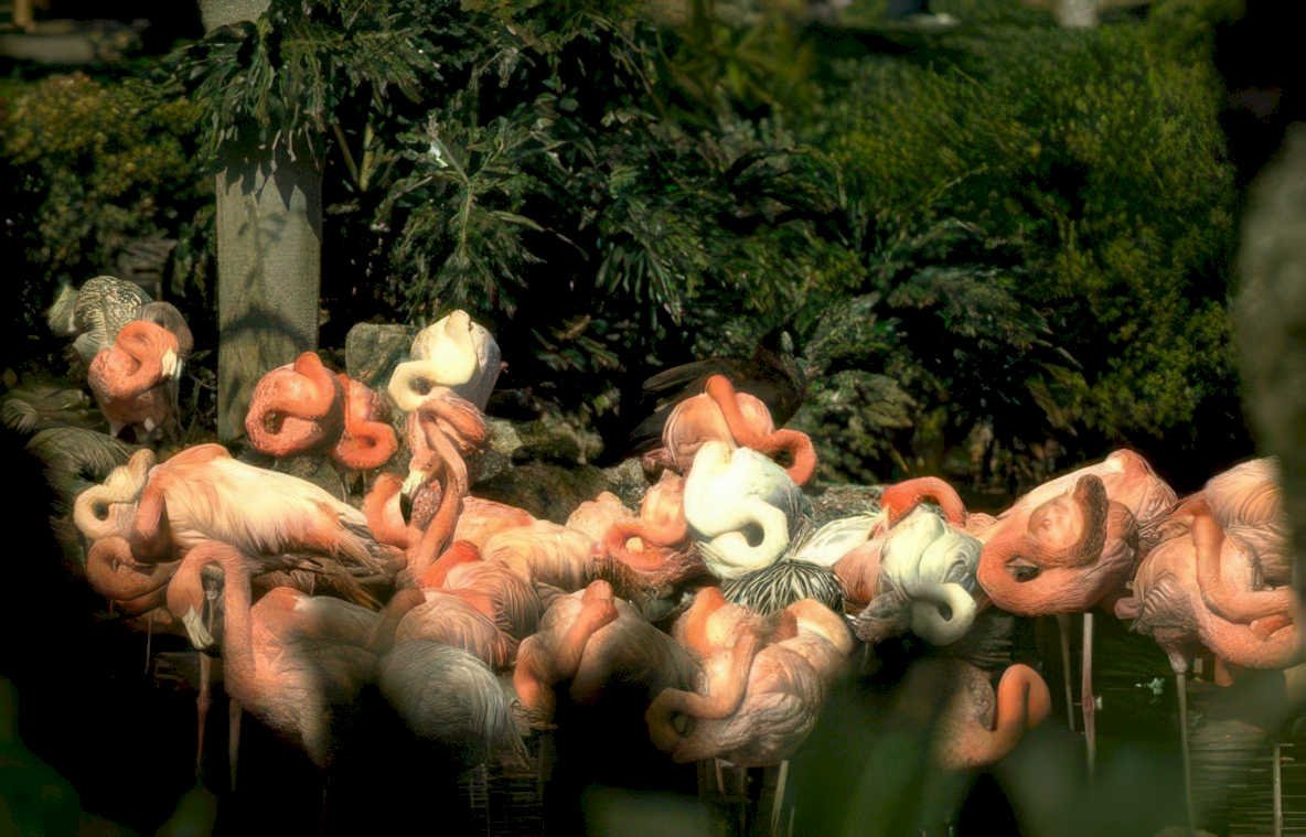 flamingos zoo birds Vintage A4 Photo Print