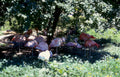 flamingos zoo florida Vintage A4 Photo Print