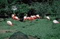 flamingos zoo pink Vintage A4 Photo Print