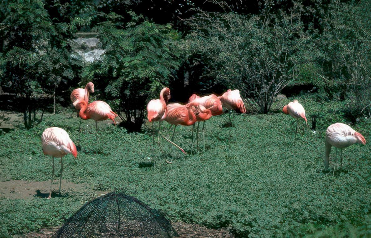 flamingos zoo pink Vintage A4 Photo Print