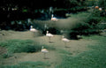 flamingos zoo wildlife Vintage A4 Photo Print