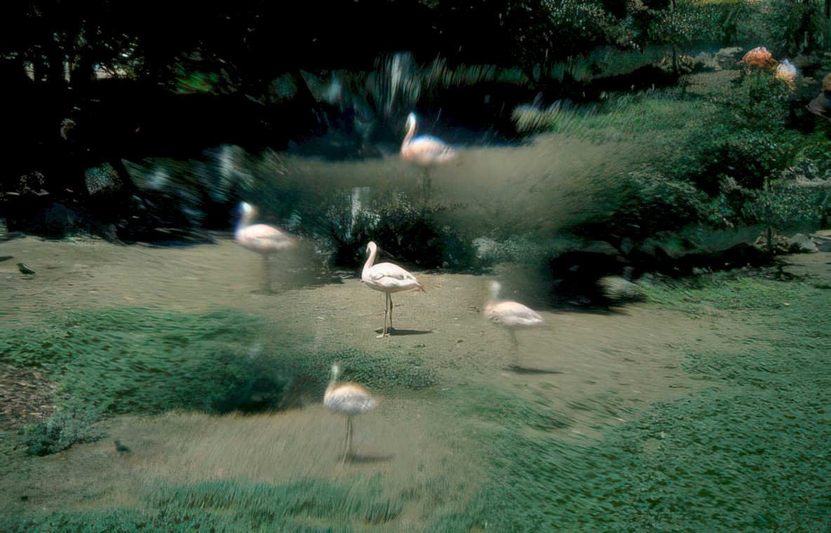 flamingos zoo wildlife Vintage A4 Photo Print