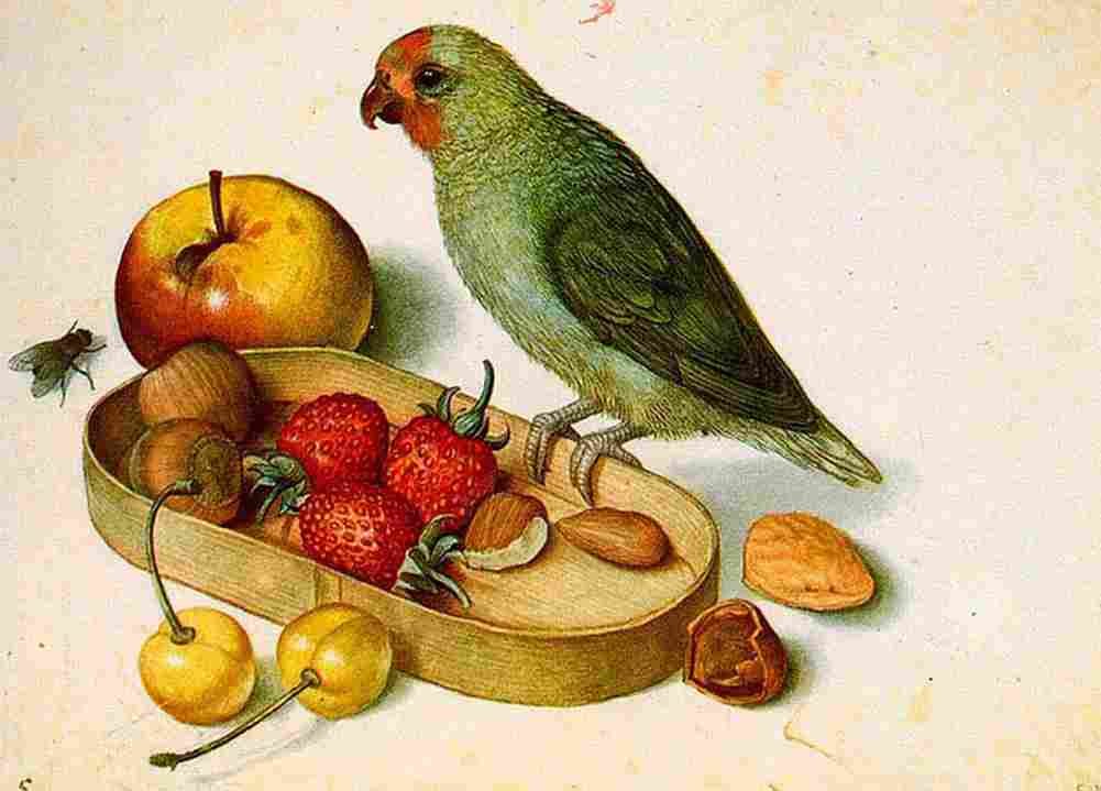 flegel Still Life with Pygmy Parrot Art A4 Photo Print