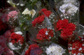 floral arrangement carnations 1980s 1990s A4 Photo Print