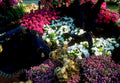 floral azaleas impatiens1980s 1990s A4 Photo Print