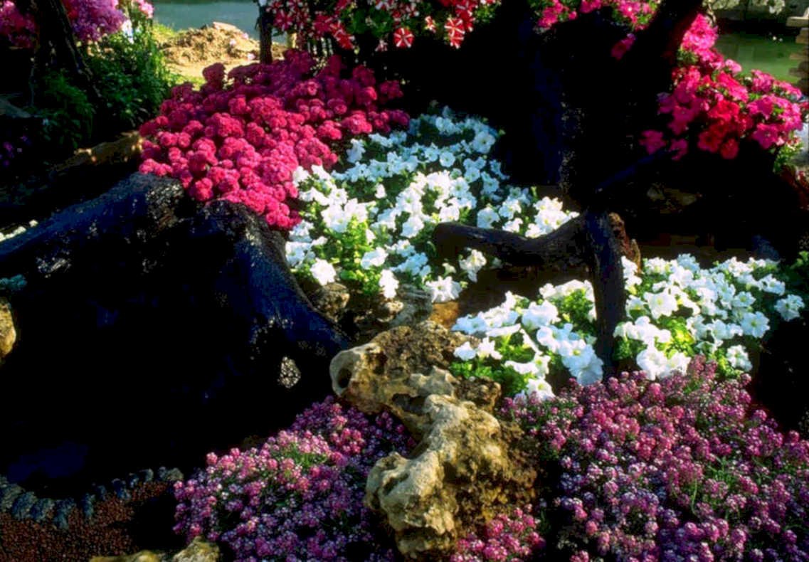 floral azaleas impatiens1980s 1990s A4 Photo Print