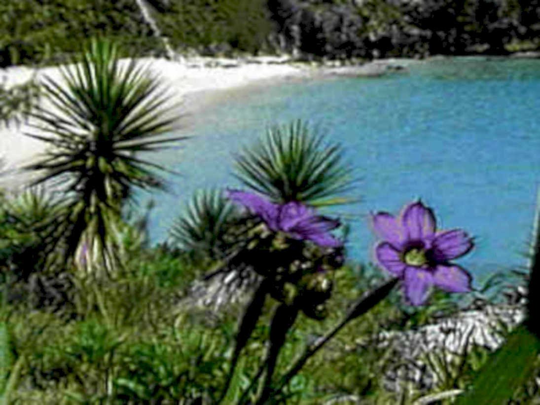 florida spring flowers1980s 1990s A4 Photo Print