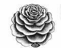 flower 1 mc escher 1961 A4 Photo Print