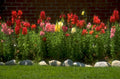 flower bed coneflowers 1980s 1990s A4 Photo Print