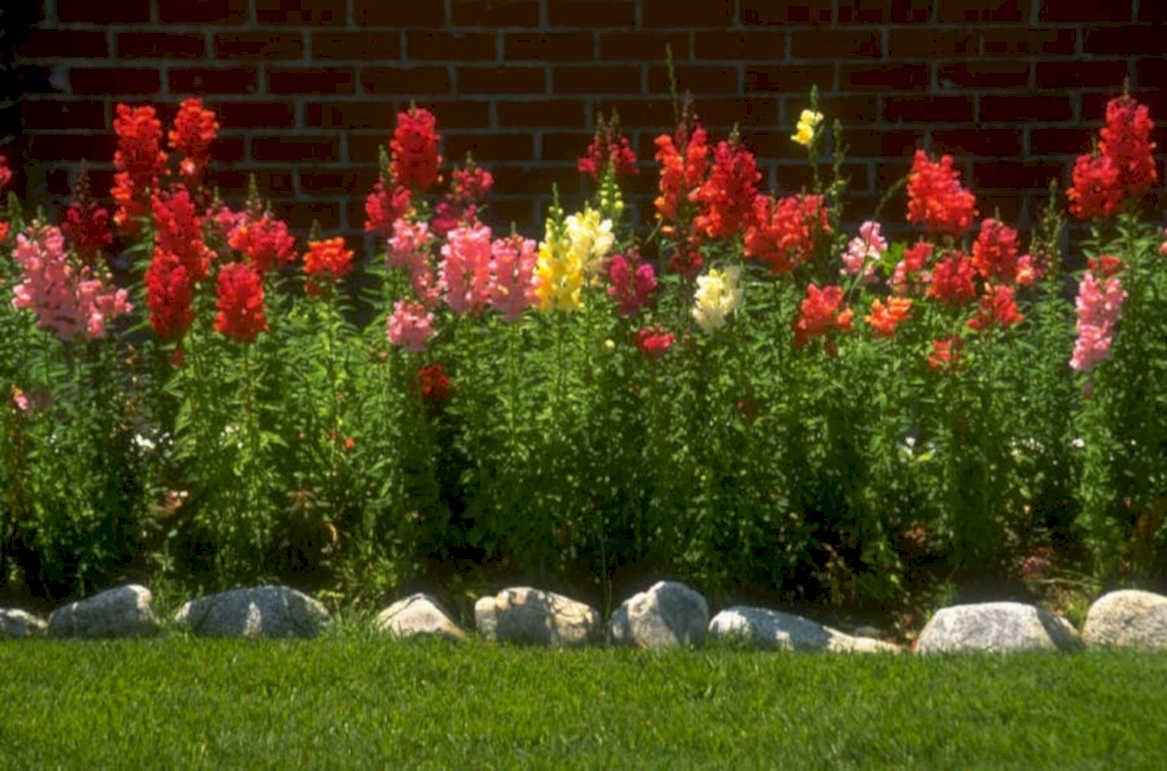 flower bed coneflowers 1980s 1990s A4 Photo Print