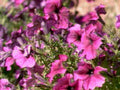 flower bed petunias1980s 1990s A4 Photo Print