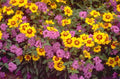 flower bed wildflowers 1980s 1990s A4 Photo Print