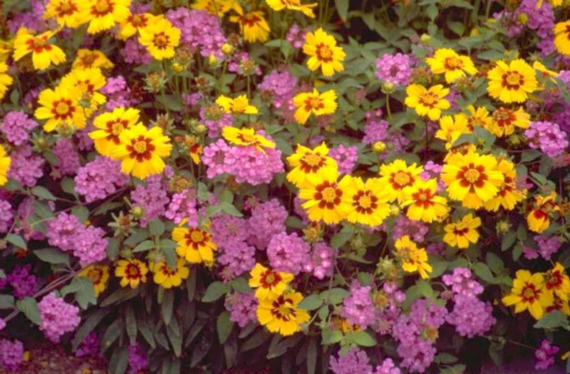 flower bed wildflowers 1980s 1990s A4 Photo Print