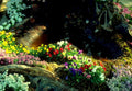 flower bed wildflowers1980s 1990s A4 Photo Print