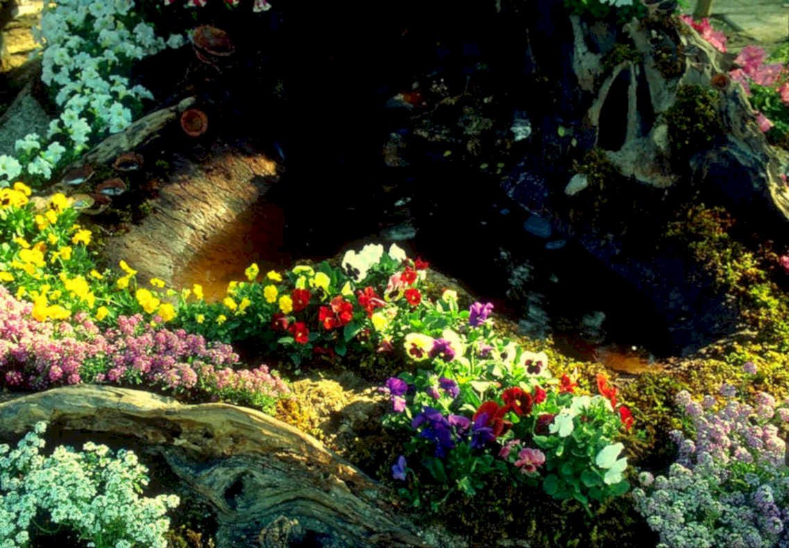 flower bed wildflowers1980s 1990s A4 Photo Print