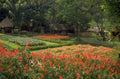 flower field garden 1980s 1990s A4 Photo Print