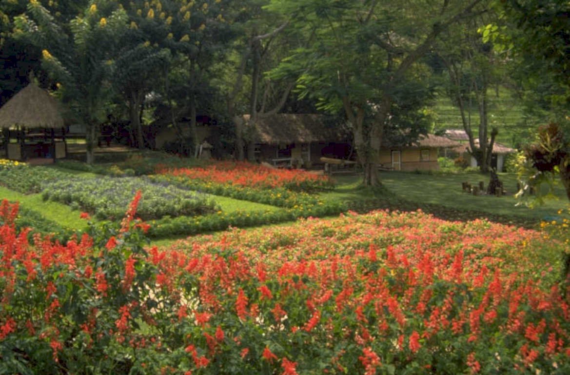 flower field garden 1980s 1990s A4 Photo Print