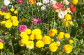 flower field ranunculus 1980s 1990s A4 Photo Print