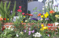 flower garden bloom 1980s 1990s A4 Photo Print
