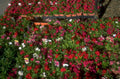 flower petunias red 1980s 1990s A4 Photo Print