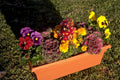 flowerbed planter mix 1980s 1990s A4 Photo Print