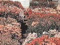 flowering maples stream1980s 1990s A4 Photo Print