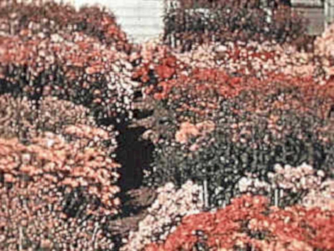 flowering maples stream1980s 1990s A4 Photo Print