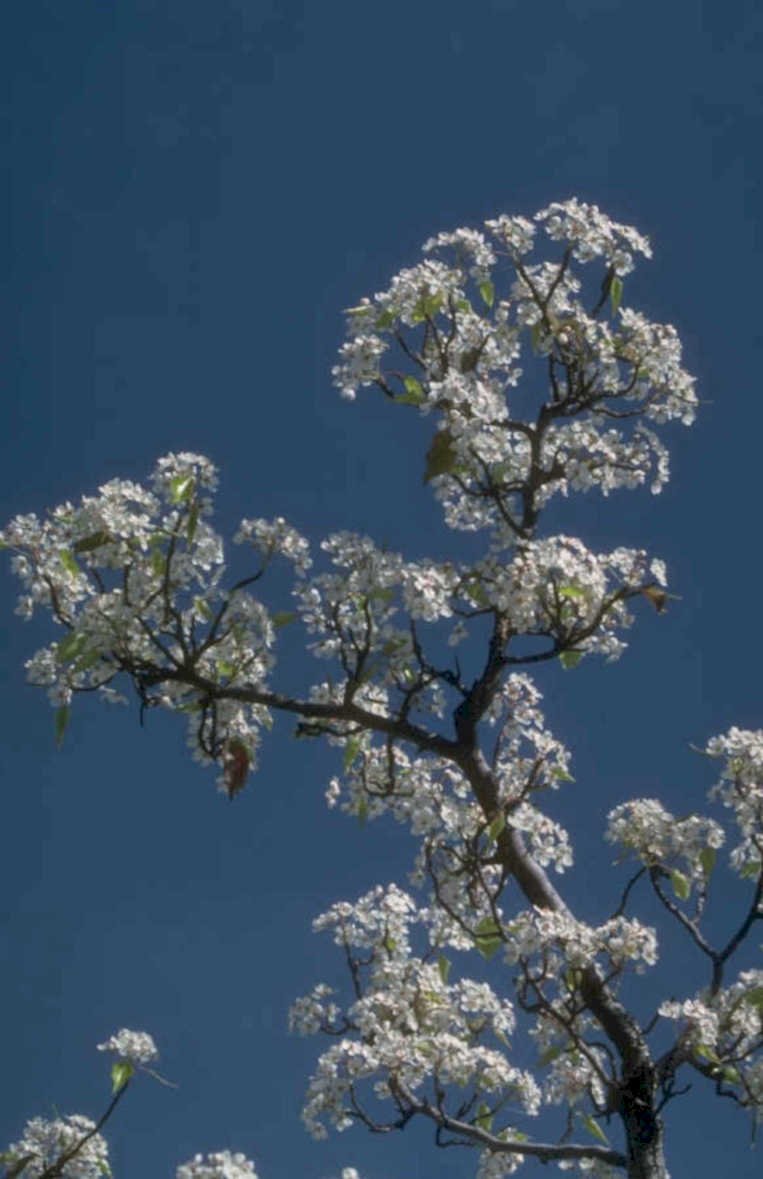 flowering pear tree 1980s 1990s A4 Photo Print