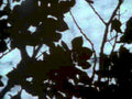 flowering tree branches1980s 1990s A4 Photo Print