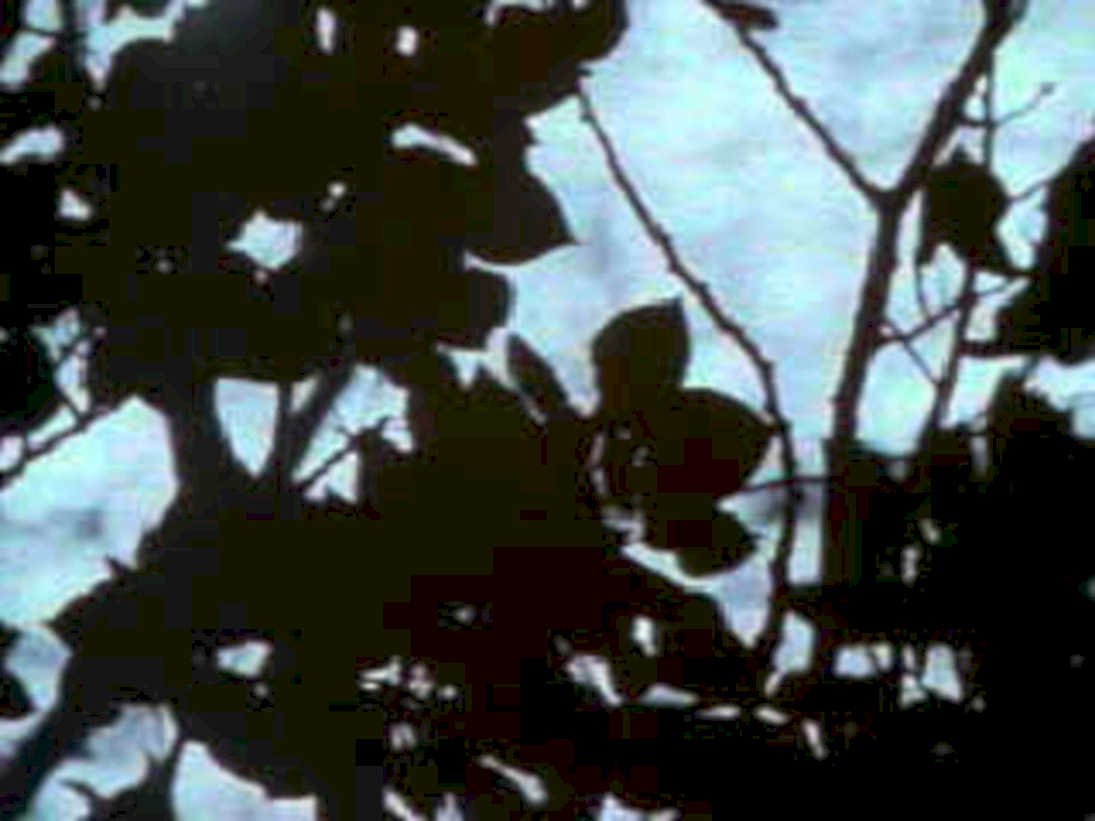 flowering tree branches1980s 1990s A4 Photo Print