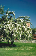 flowering tree garden Vintage A4 Photo Print
