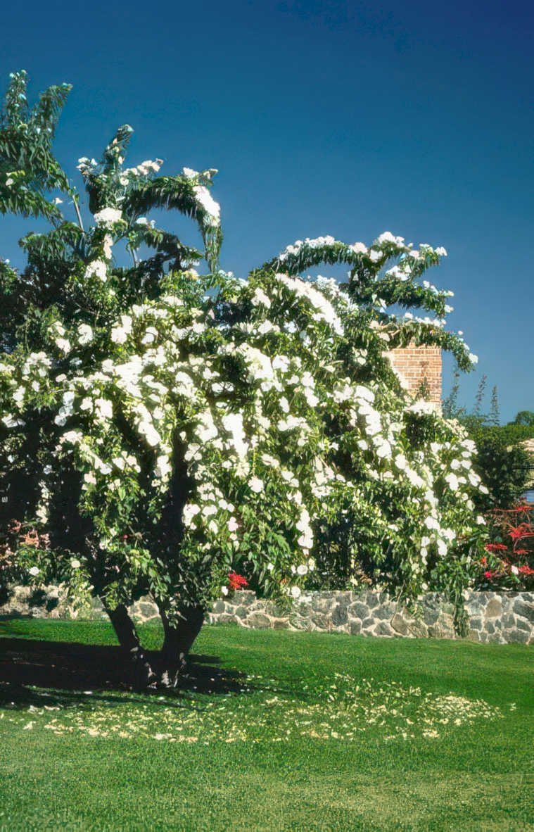 flowering tree garden Vintage A4 Photo Print