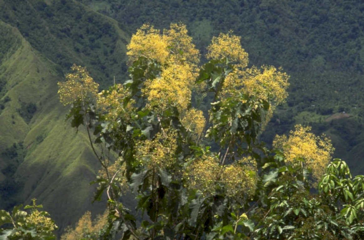 flowering tree mountains 1980s 1990s A4 Photo Print