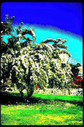 flowering tree spring Vintage A4 Photo Print