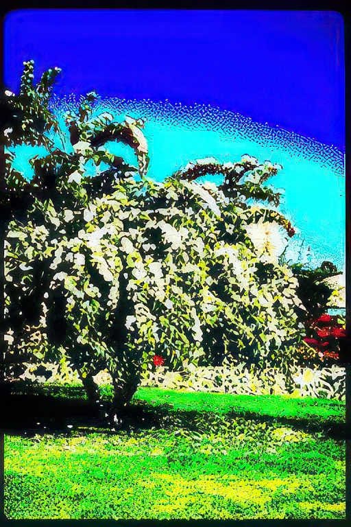 flowering tree spring Vintage A4 Photo Print