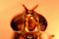 fly eyes antennas1980s 1990s A4 Photo Print